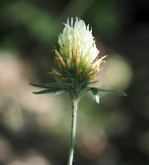 Trifolium caucasicum