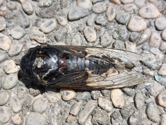 Cryptotympana holsti