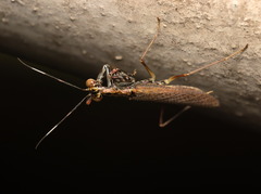 Spilomantis occipitalis