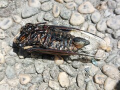 Cryptotympana holsti