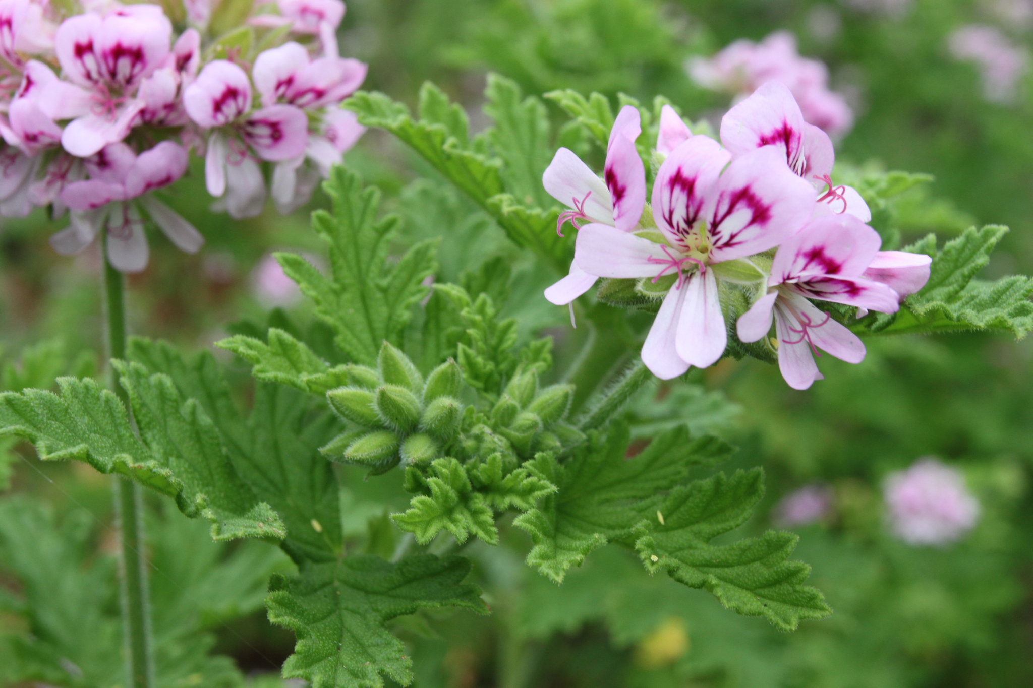 Imagem de Malva Cheirosa