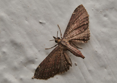 Girida rigida