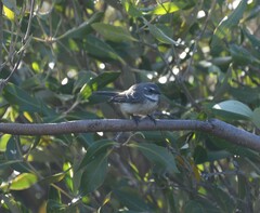 Rhipidura phasiana