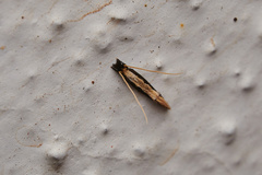 Pyloetis mimosae