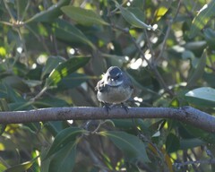Rhipidura phasiana