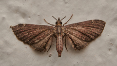Girida rigida