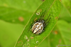 Neoscona adianta