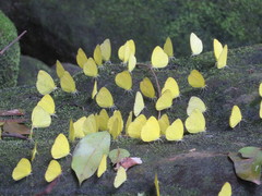 Eurema senegalensis