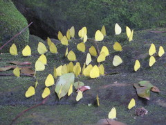 Eurema senegalensis