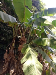 Musa