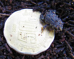 Anaxyrus compactilis