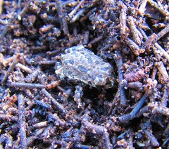 Anaxyrus compactilis