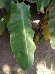 Musa