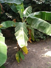 Musa