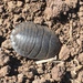 Polyphaga saussurei - Photo 由 Uriah Resheff 所上傳的 (c) Uriah Resheff，保留部份權利CC BY-NC