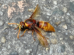 Rhynchium quinquecinctum