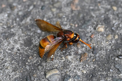 Rhynchium quinquecinctum