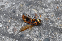 Rhynchium quinquecinctum