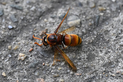 Rhynchium quinquecinctum