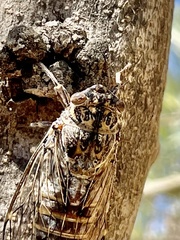 Cicada barbara
