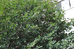 Sturnus vulgaris