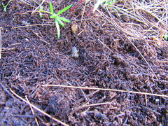 Anaxyrus compactilis