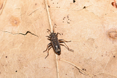 Ortholomus punctipennis