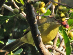 Chlorocichla flaviventris flaviventris