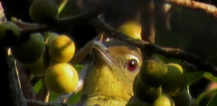 Ficus natalensis