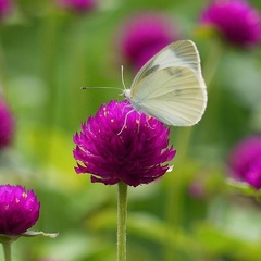 Pieris rapae crucivora