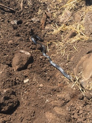 Dolichophis jugularis