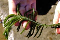 Caulerpa muelleri