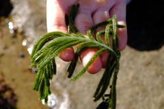 Caulerpa muelleri