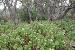 Pelargonium × asperum