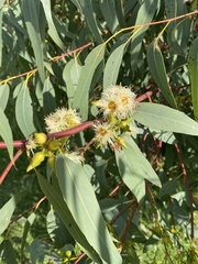 Eucalyptus rudis