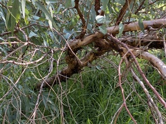 Eucalyptus rudis