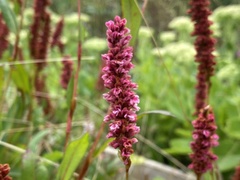 Bistorta amplexicaulis