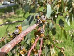 Eucalyptus rudis