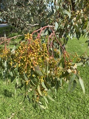 Eucalyptus rudis