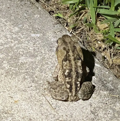 Rhinella marina