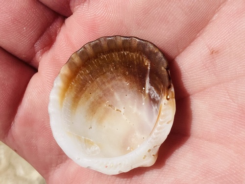Gold-Flowing Pectunculus (Tucetona auriflua)