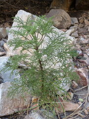 Pelargonium denticulatum
