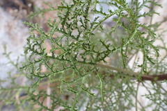 Pelargonium denticulatum