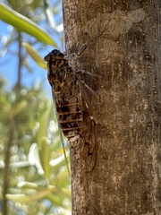 Cicada barbara