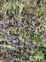Campanula drabifolia