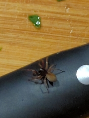 Araneae