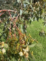 Eucalyptus rudis