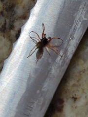 Araneae