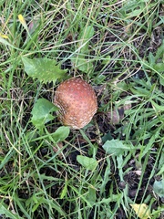 Amanita rubescens