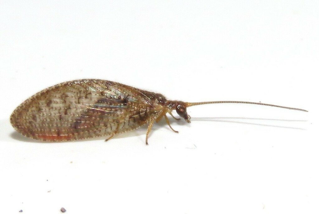 Brown pine lacewing